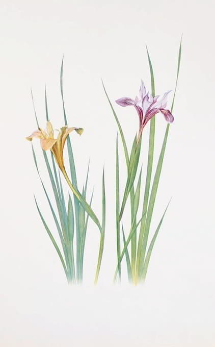 William Rickatson Dykes - Iris macrosiphon