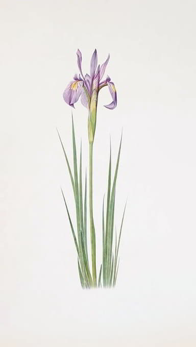 William Rickatson Dykes - Iris montana