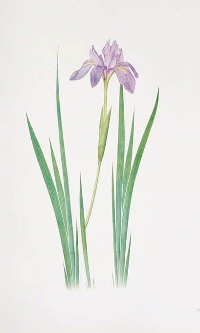 William Rickatson Dykes - Iris nepalensis