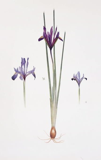 William Rickatson Dykes - Iris reticulata, Iris histrio var. orthopetala and Iris Bakeriana