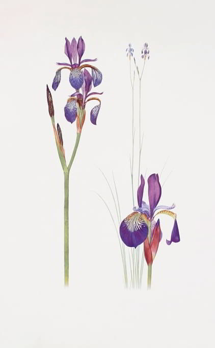 William Rickatson Dykes - Iris sibirica and Iris orientalis