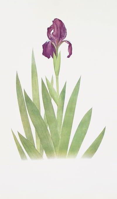 William Rickatson Dykes - Iris subbiflora