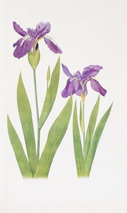 William Rickatson Dykes - Iris tectorum and Iris Loptec