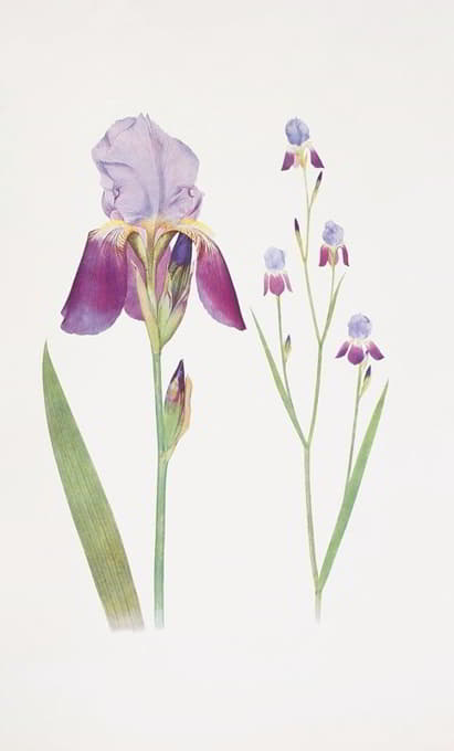 William Rickatson Dykes - Iris trojana