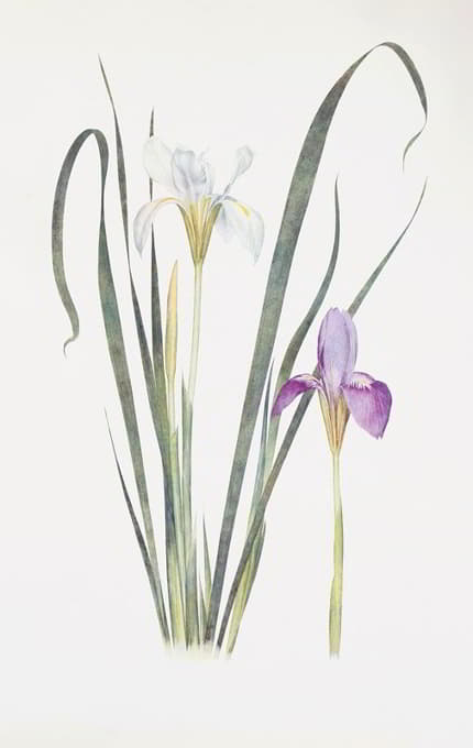 William Rickatson Dykes - Iris unguicularis