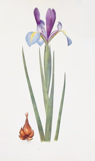 William Rickatson Dykes - Iris xiphium var. praecox