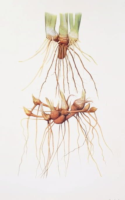 William Rickatson Dykes - Rhizomes of a Pogoniris and of a Regelia Iris