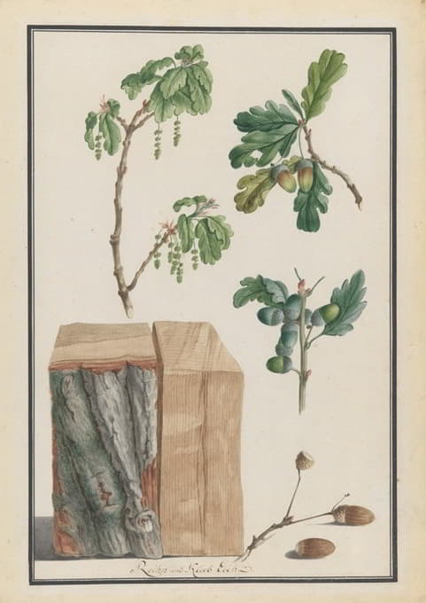 英国栎（Quercus robur）花、果实和树干的研究