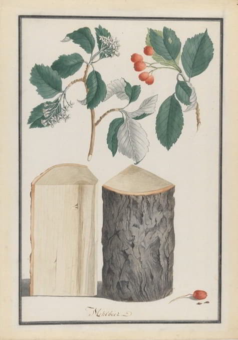 Ludwig Pfleger - Studies of the leaves, blossoms, fruits and trunk of a whitebeam (Sorbus subgenus Aria)