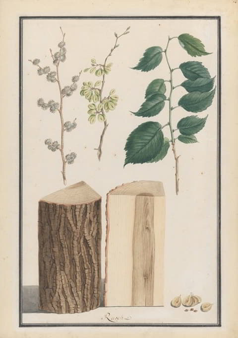 英国榆树（Ulmus procera）叶、花、果实和树干的研究
