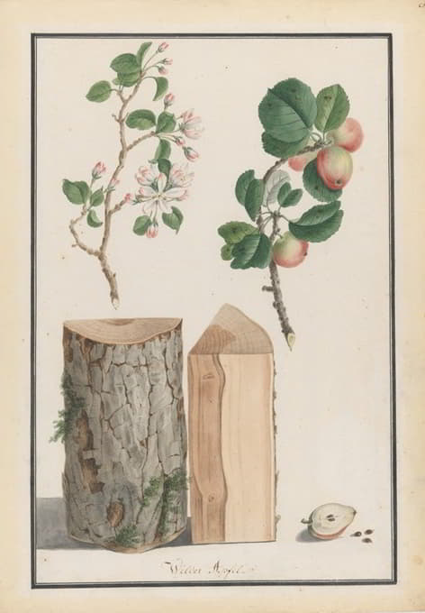 Ludwig Pfleger - Studies of the trunk, blossoms and fruit of a wild apple tree (Malus sylvestris)