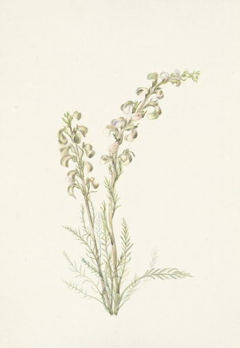 Mary Vaux Walcott - Alpine Femleaf. Pedicularis contorta
