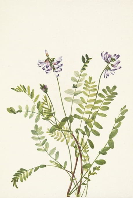 Mary Vaux Walcott - Alpine Milkvetch. Astragalus alpinus