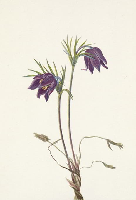 Mary Vaux Walcott - American Pasqueflower (flower). Pulsatilla ludoviciana