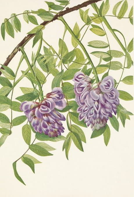 美国紫藤。克兰希亚弗鲁特森斯