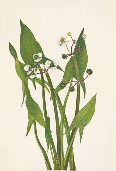 Mary Vaux Walcott - Arum Arrowhead. Sagittaria cuneata