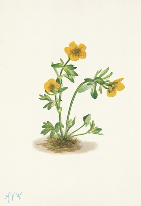 Mary Vaux Walcott - Avalanche Buttercup. Ranunculus suksdorfii