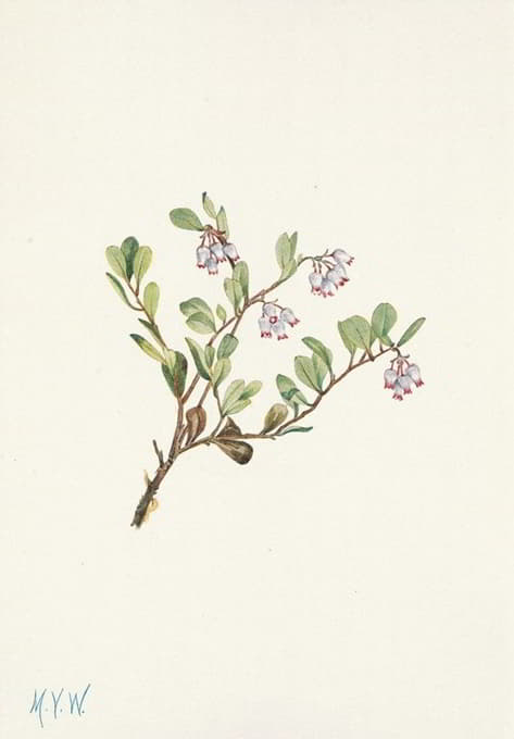 熊莓（花）。乌尔西火山