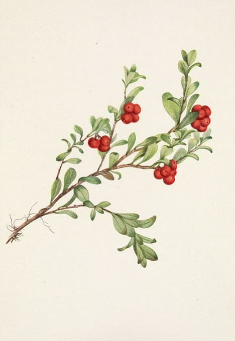 熊莓（水果）Arctostaphylos uva ursi