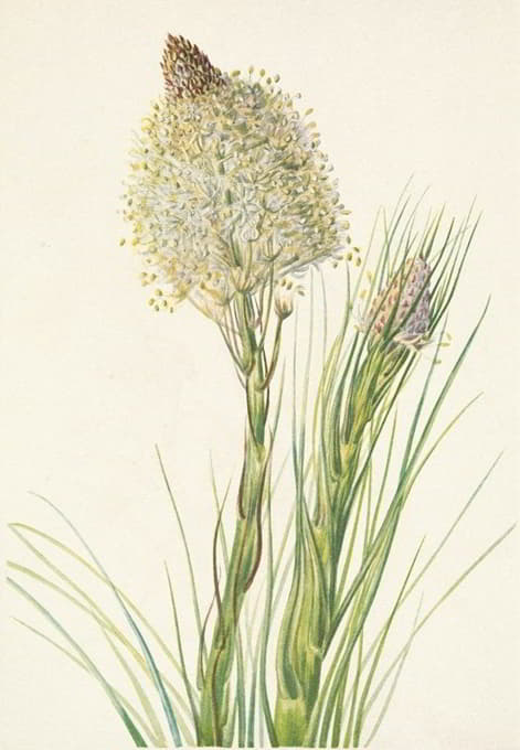 Mary Vaux Walcott - Beargrass. Xerophyllum tenax