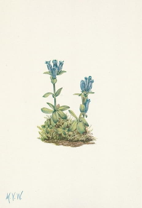 Mary Vaux Walcott - Bluegreen Gentian. Gentiana glauca