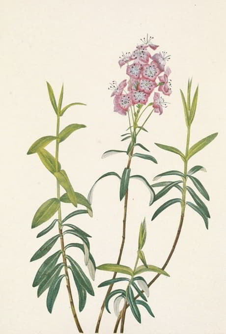 Mary Vaux Walcott - Bog Kalmia. Kalmia Polifolia