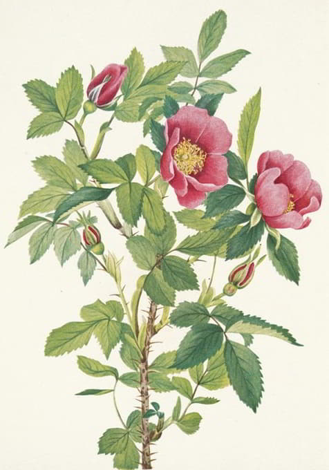 布尔乔玫瑰（花）。罗莎·布热亚娜