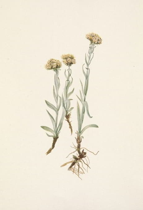 Mary Vaux Walcott - Buff Pussytoes. Antennaria luzuloides