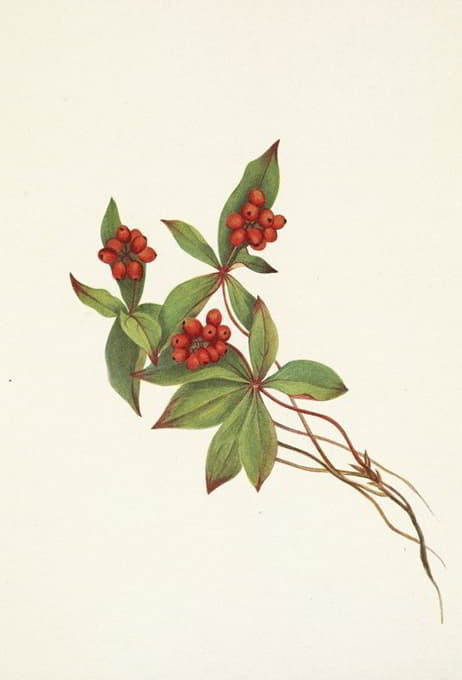 Mary Vaux Walcott - Bunchberry (fruit). Cornus canadensis