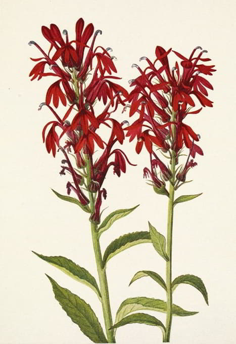 Mary Vaux Walcott - Cardinalflower. Lobelia cardinalis