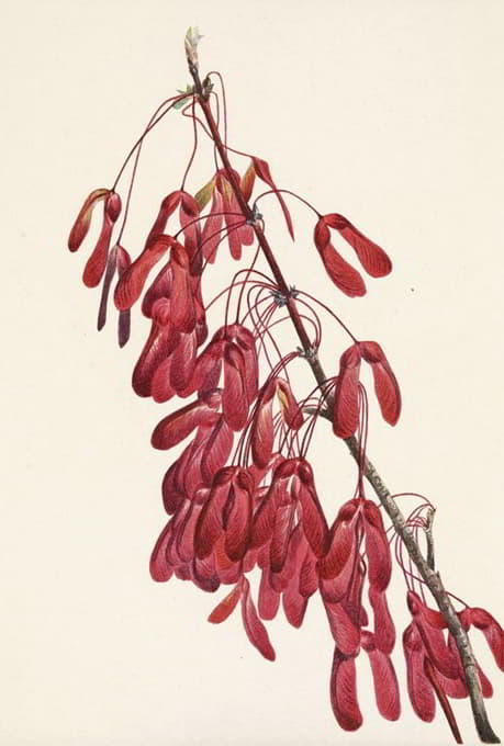 Mary Vaux Walcott - Carolina Maple. Acer carolinianum