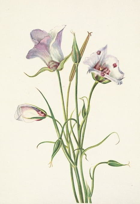 Mary Vaux Walcott - Catalina Mariposa. Calochortus catalinae