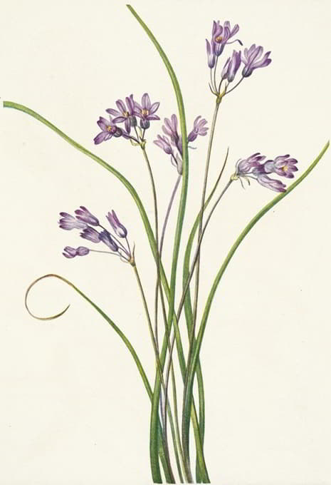 Mary Vaux Walcott - Clusterlily. Hookera pauciflora