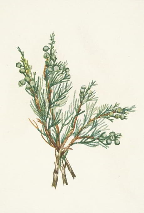 Mary Vaux Walcott - Creeping Juniper. Juniperus horizontalis