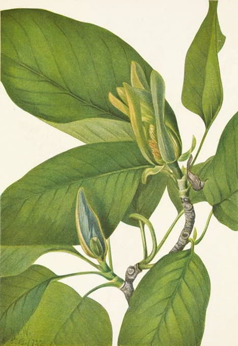 Mary Vaux Walcott - Cucumbertree. Magnolia acuminata