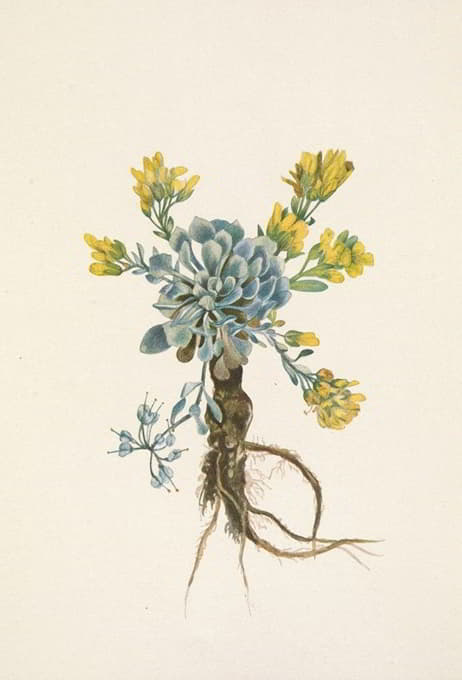 Mary Vaux Walcott - Double Bladderpod (flower). Physaria didymocarpa