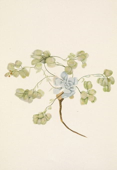 Mary Vaux Walcott - Double Bladderpod (fruit). Physaria didymocarpa