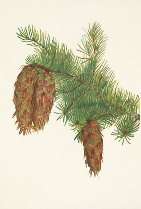 Mary Vaux Walcott - Douglas-fir. Pseudotsuga mucronata