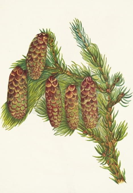 Mary Vaux Walcott - Engelmann Spruce. Picea engelmanni