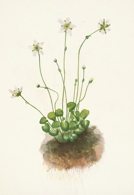 Mary Vaux Walcott - Fringed Parnassia. Parnassia fimbriata