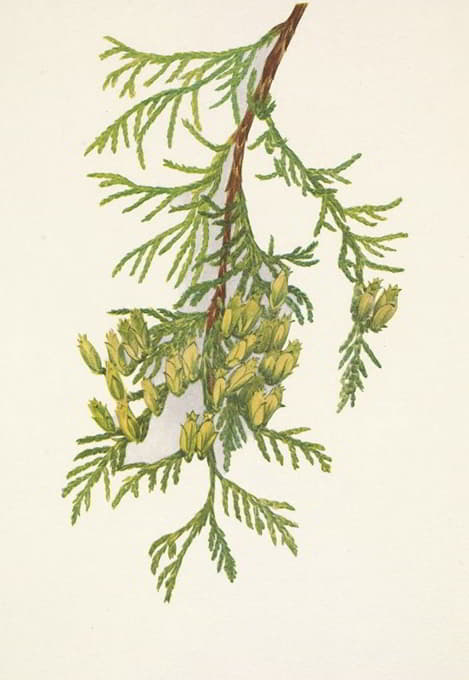 Mary Vaux Walcott - Giant Arborvitae. Thuja plicata