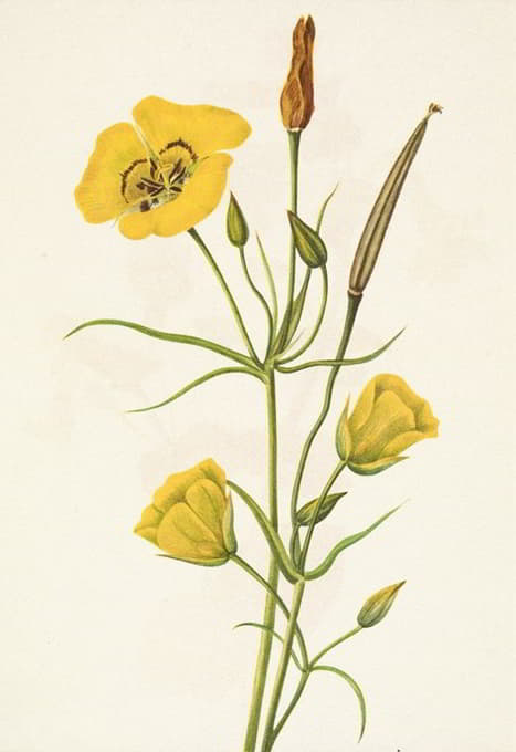 Mary Vaux Walcott - Goldenbowl Mariposa. Calochortus clavatus
