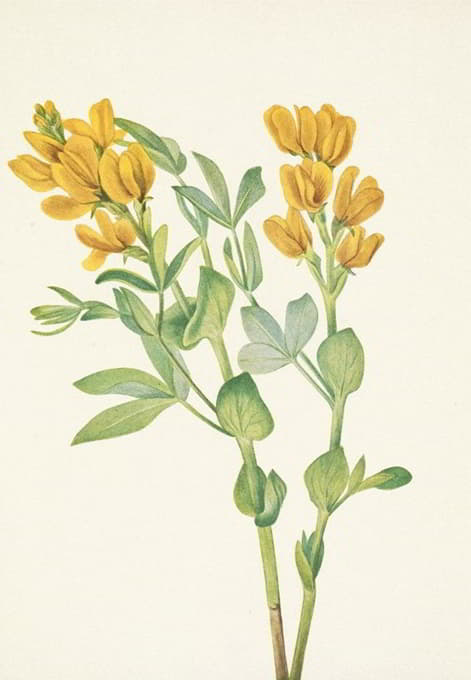 Mary Vaux Walcott - Goldenpea. Thermopsis rhombifolia