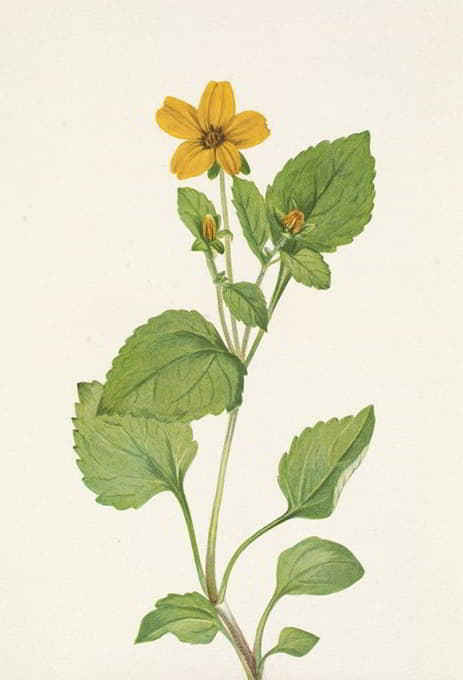 Mary Vaux Walcott - Goldenstar. Chrysogonum virginianum