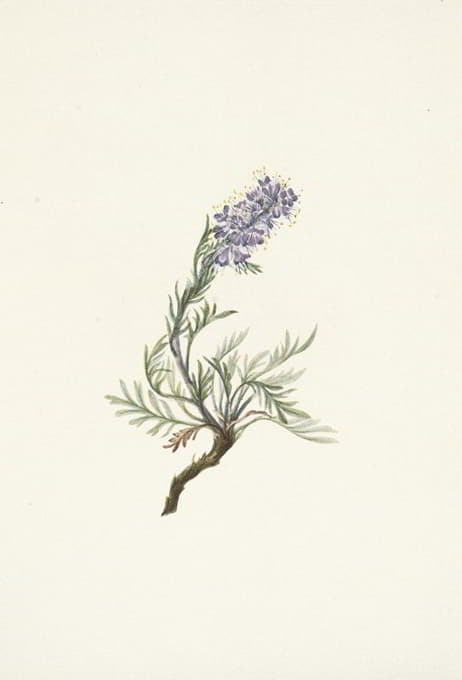 Mary Vaux Walcott - Gray Phacelia. Phacelia sericea