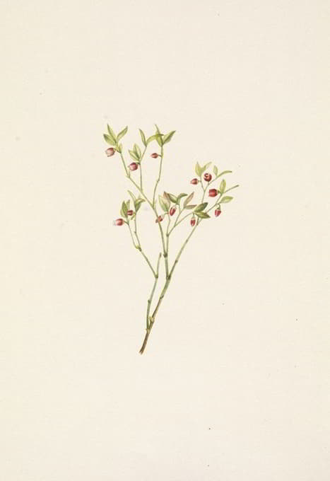 Mary Vaux Walcott - Grouse Whortleberry (flower). Vaccinium scoparium