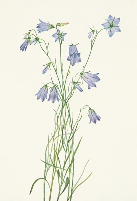 Mary Vaux Walcott - Harebell. Campanula rotundifolia