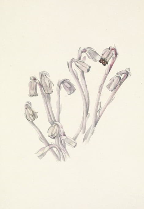 Mary Vaux Walcott - Indianpipe. Monotropa uniflora