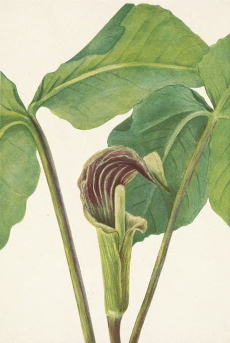 Mary Vaux Walcott - Jack-in-the-pulpit. Arisaema triphyllum