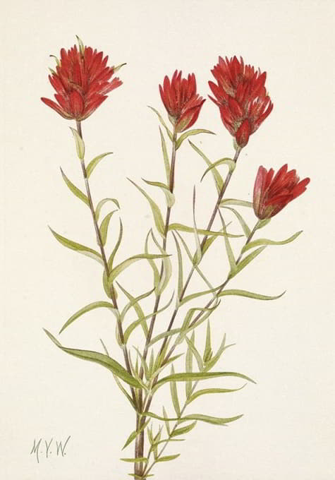 Mary Vaux Walcott - Lanceleaf Paintbrush. Castilleja lancifolia